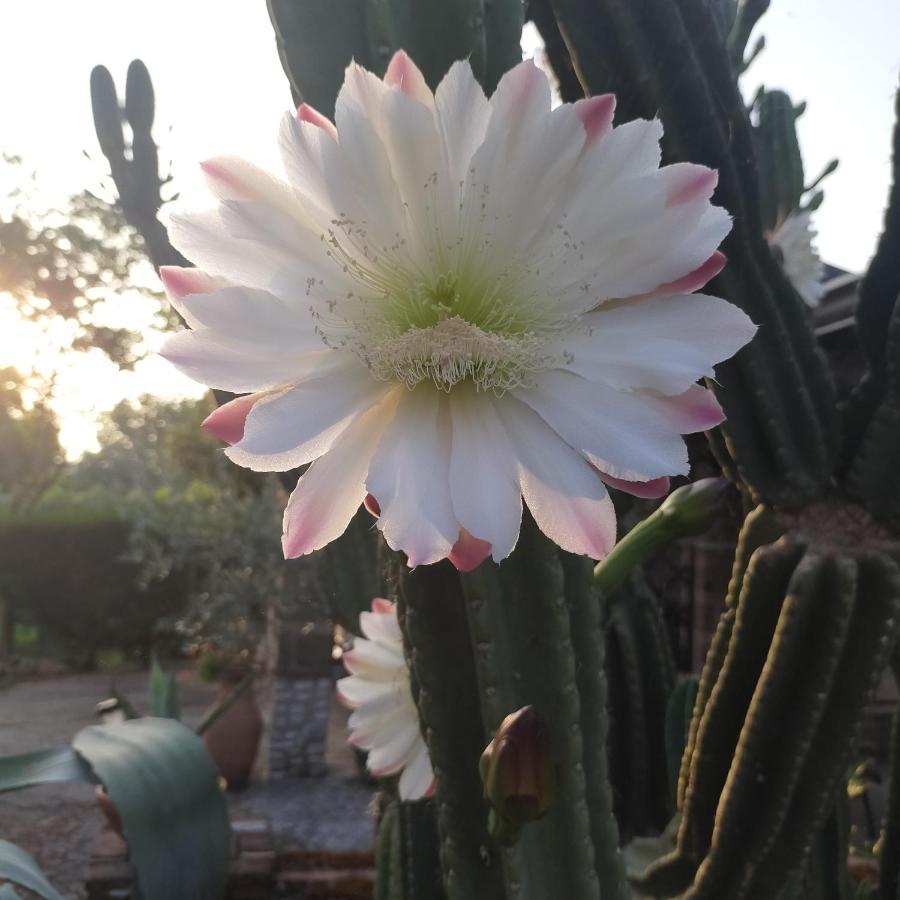 B&B Il Giardino Di Eolo Pietramelara Luaran gambar